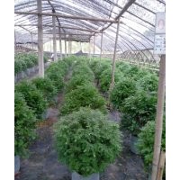 植物專(zhuān)家解讀紅豆杉神奇奧秘