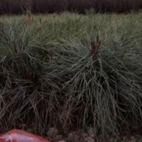 側(cè)柏價(jià)格 山西側(cè)柏 綠化側(cè)柏