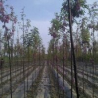 香花槐 1---18公分