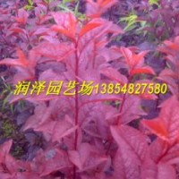 泰安潤(rùn)澤園藝大批量供應(yīng)優(yōu)質(zhì)紅葉碧桃苗，山東紅葉碧桃苗價(jià)格
