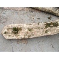 楠木，黃楊木，紅豆杉