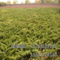 速生柳海源廠家專業(yè)批發(fā)供應(yīng)