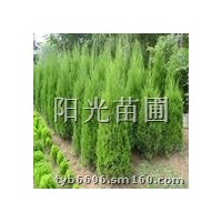 皂角苗.兩年皂角苗