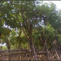 黃花槐 供應(yīng)