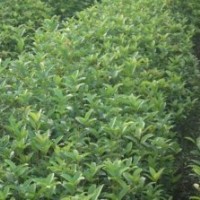 小葉榕苗，小葉榕樹苗，小葉榕種苗