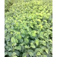 宮粉紫荊苗，宮粉紫荊樹苗，宮粉紫荊小苗