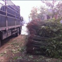 優(yōu)質(zhì)香椿樹苗|香椿苗|優(yōu)質(zhì)香椿|香椿苗價(jià)格|，誠(chéng)信為本