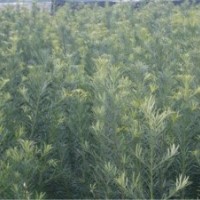 大量出售羅漢松80-100高的 價(jià)格7毛錢(qián)