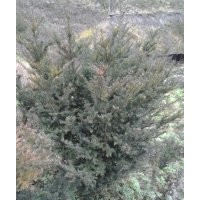 供應(yīng)曼地亞 紅豆杉