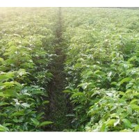 供應(yīng)苗木濕地松,木荷,青楓