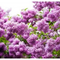 河北供應(yīng)大量的丁香