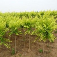 河北盆裝金葉榆病害較少