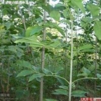 國(guó)槐 法桐 白蠟 欒樹 喬灌木及小苗