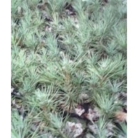 山西運城白皮松小苗銷售*價格大量從優(yōu)