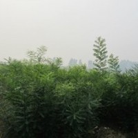 供應一年生國槐