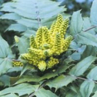 大量供應(yīng)十大功勞，臘梅，榆葉梅，連翹，紅王子錦帶