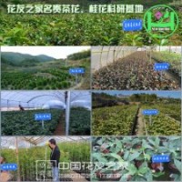 花友之家名貴茶花苗桂花苗各類工程苗批發(fā)