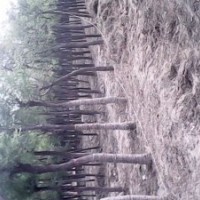 7公分國槐成活率