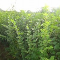 本基地專門供應(yīng)櫸樹，垂柳，樸樹，雞爪槭，美國紅楓，無患子等小