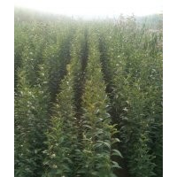 低價出售自家種大葉女貞苗，欒樹苗。