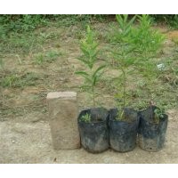 印度檀香小苗批發(fā)