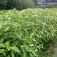 香樟樹小苗批發(fā)