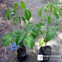 幌傘楓小苗批發(fā)