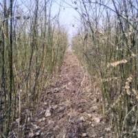 供應(yīng)1年國(guó)槐、北欒苗。2年白蠟、國(guó)槐、皂角苗。