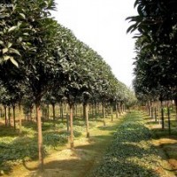 底價出售大量桂花樹！