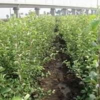 柳樹苗2-4年生柳樹2-6公分柳樹山西柳樹苗批發(fā)