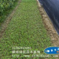 【圖片新聞】廣玉蘭苗木-湖南廣玉蘭批發(fā)-湖南綠化苗木基地批發(fā)特