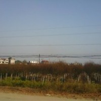 江西木荷小苗、江西楓香小苗、濕地松小苗