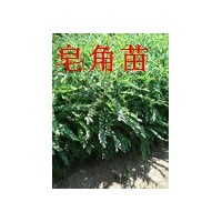 山西皂角苗出售/皂角苗/優(yōu)良皂角苗/大量皂角苗