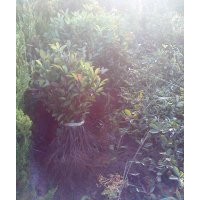 紅葉石楠工程苗