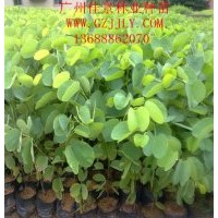 買宮粉紫荊樹苗宮粉紫荊種苗宮粉紫荊種子到廣州佳景林業(yè)種苗苗