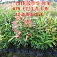 紅車種苗供應(yīng)商供應(yīng)優(yōu)質(zhì)紅車營(yíng)養(yǎng)苗供應(yīng)紅車價(jià)格優(yōu)惠