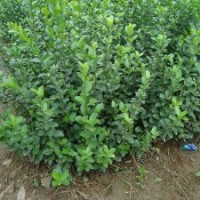 扶芳藤、扶芳藤價格、批發(fā)扶芳藤、扶芳藤基地泰安市泰信園藝場