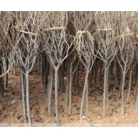供應(yīng)2-15公分櫻花苗子