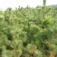 油松小苗營養(yǎng)袋，營養(yǎng)杯，各種規(guī)格油松綠化樹