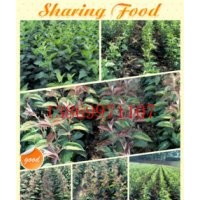 冬紅海棠絢麗海棠紅麗海棠西府海棠垂絲海棠成品苗