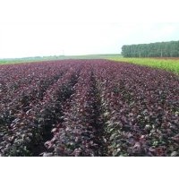 北美海棠，西府海棠，冬紅海棠，垂絲海棠