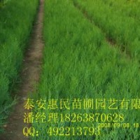 供應(yīng)山東泰安側(cè)柏 油松 黑松 松柏 0.5-3米