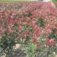 供應(yīng)30--60公分高紅葉石楠0.6元