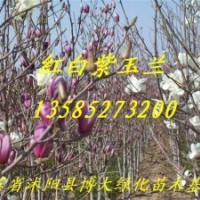 喬木小苗大量供應(yīng)：廣玉蘭小苗、白玉蘭小苗、紫玉蘭小苗、紫葉桃