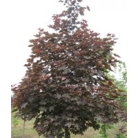 供應(yīng)挪威槭