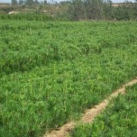 供應(yīng)黑松苗，側(cè)柏苗，黑松小苗，黑松容器苗，油松苗