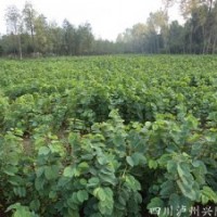 四川羊蹄甲苗，成都羊蹄甲苗，羊蹄甲苗苗圃