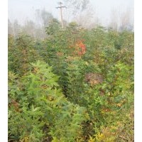 出售五角楓6000株 平均苗高1.2米 苗子健壯