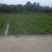 辛夷芽苗，玉蘭芽苗火熱預(yù)定中13462522562