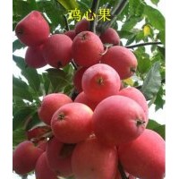 金葉榆 紫葉李 雞心果 矮化寒富紫葉稠李 紫葉矮櫻 絢麗海棠 白榆